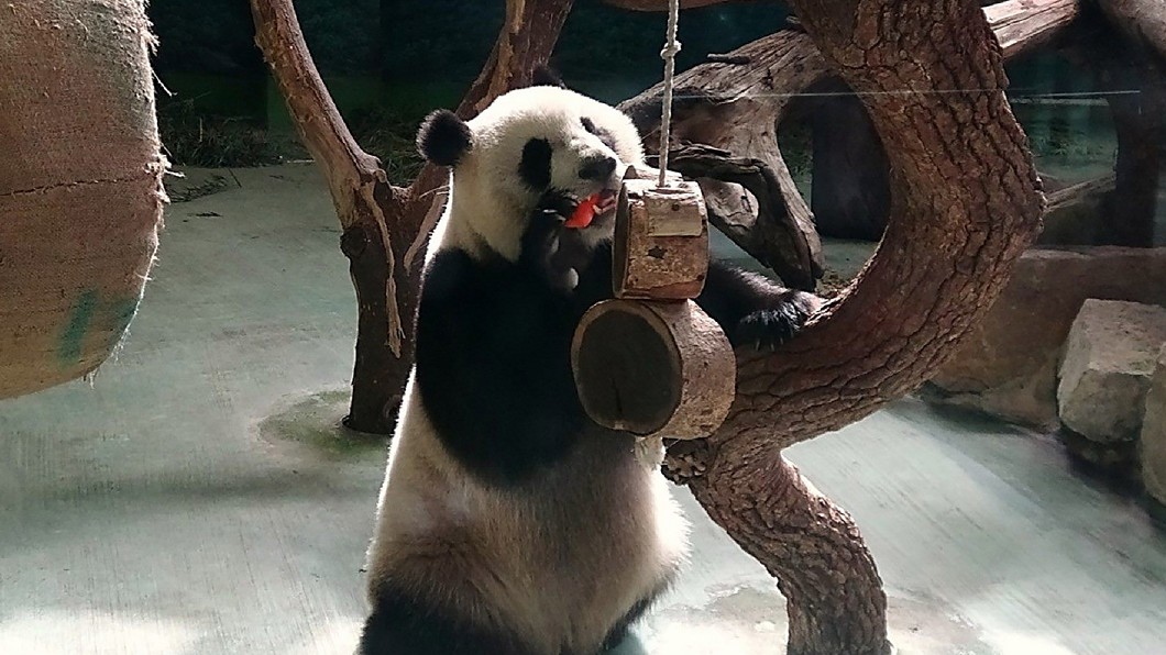 北市動物園入口啟用電子收費 人力陸續轉導覽