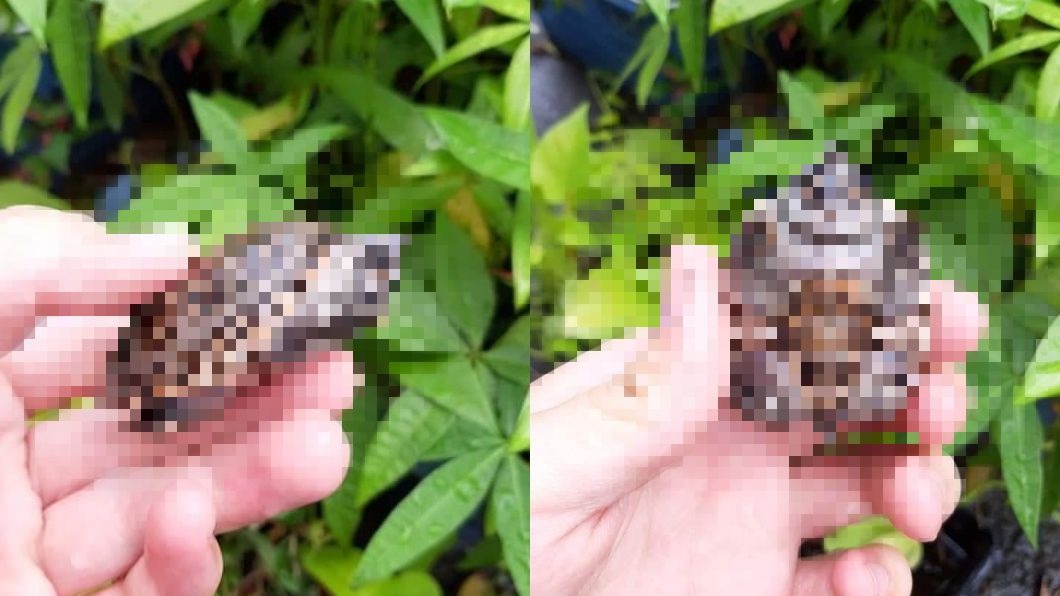 阿嬤的魔力…烏龜腰間肉hold不住 他傻:才寄半個月
