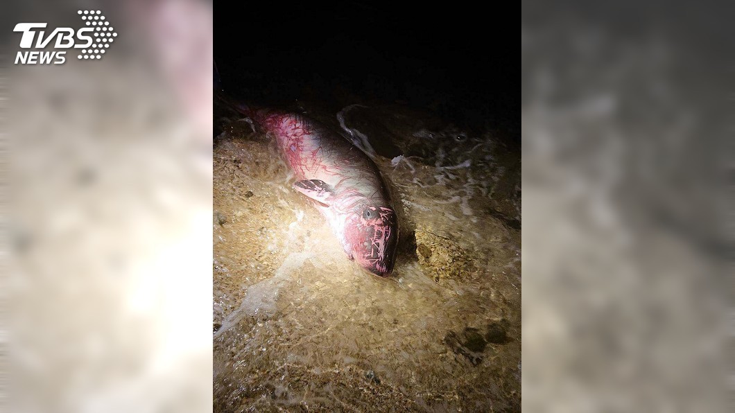 疑似母子偽虎鯨澎湖擱淺　惜出生不久小鯨豚亡