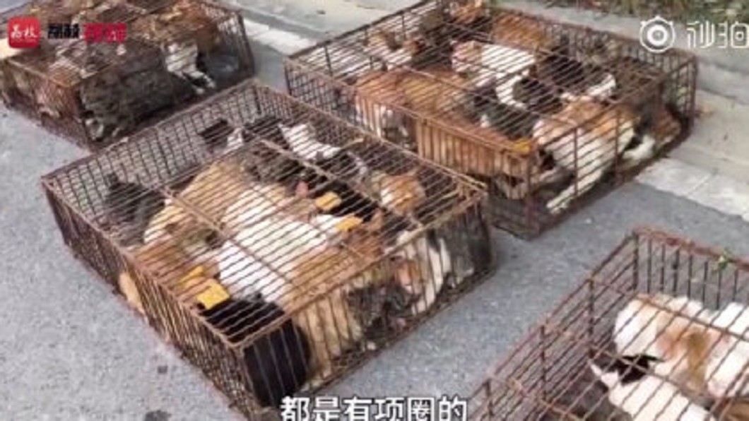 貨車驚傳「喵喵」叫… 700隻貓當「食材」運肉廠
