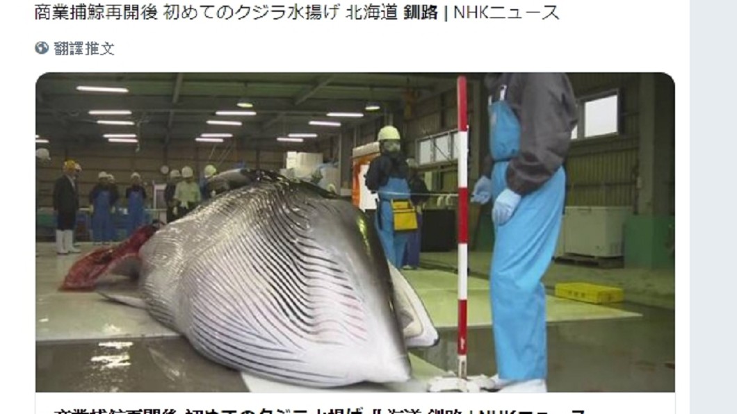 日本重啟補鯨第1天 北海道抓到2隻小鬚鯨