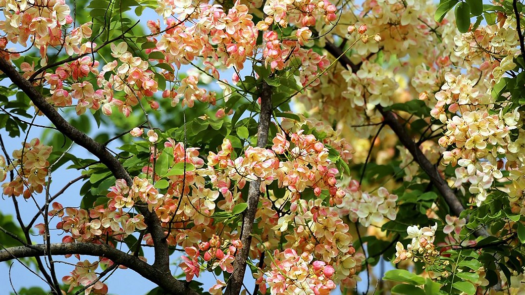 中正大學罕見「彩虹旃那」綻放　賞限期花景要趁早
