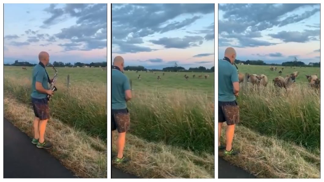 對牛彈琴!牛群全被他「收服」 卡位聆聽超陶醉