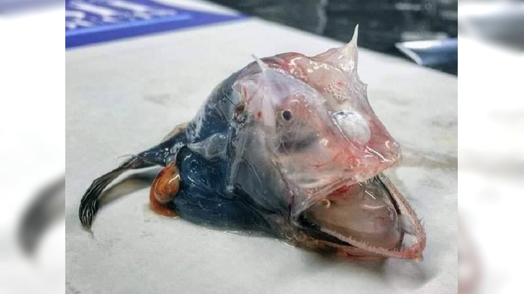 「猙獰裂嘴魚」到底是誰 　網歪樓認親：是我妹欸！