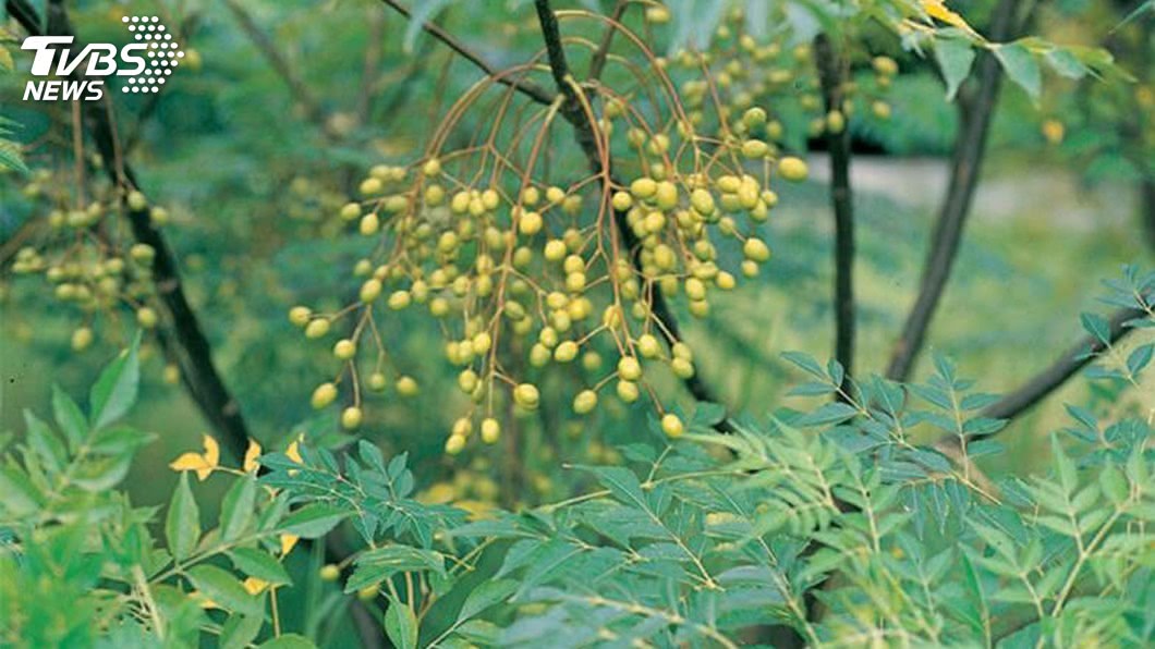 路邊野花野草不要採！　亂吃野生植物當心中毒