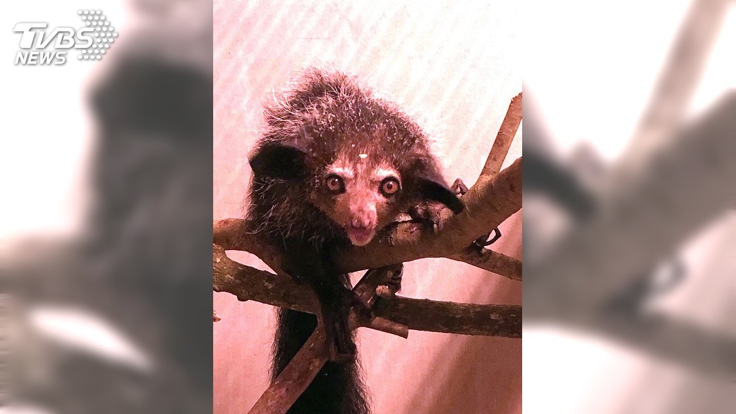 長相太特殊生存受威脅　珍稀指猴將在動物園亮相