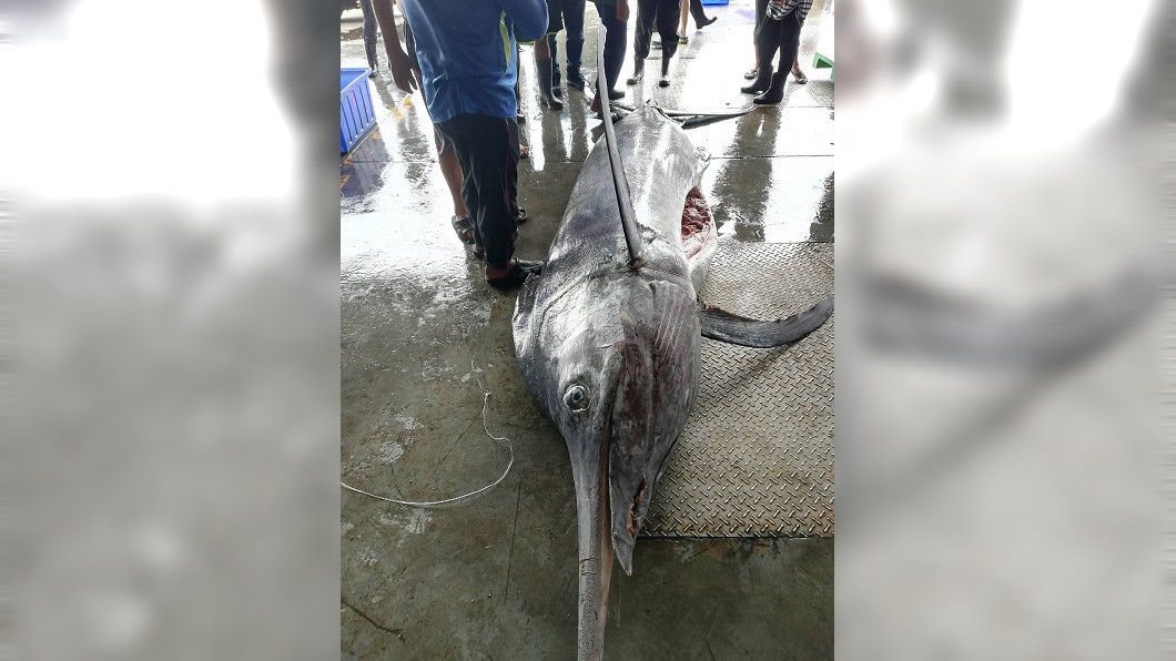 大「旗」跡！　台東捕獲500公斤白皮旗魚
