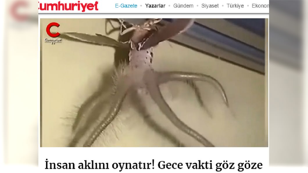 樣貌怪異極像外星生物。圖／翻攝自cumhuriyet