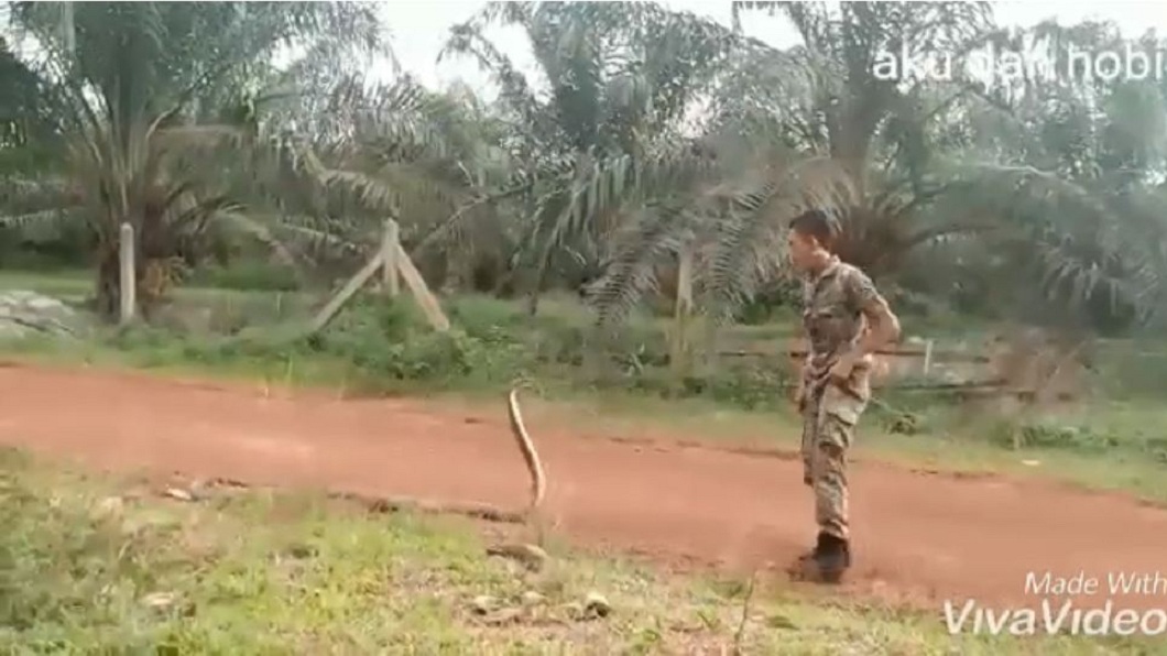 猛!對峙眼鏡王蛇 軍人徒手「摸頭」抓7吋擒拿降伏