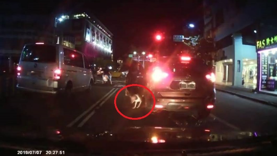 狠心飼主!趁紅燈丟狗下車 牠緊跟車尾追不到
