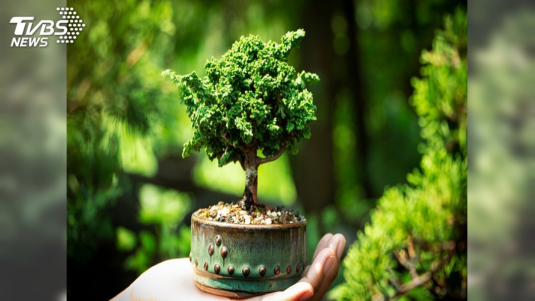 活生生的藝術品! 盆景昂貴師傅手藝價更高