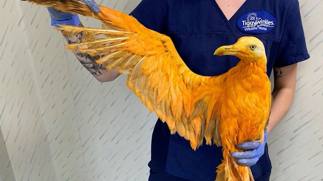 英國出現鳳凰？！　原來是沾滿咖哩落難海鷗
