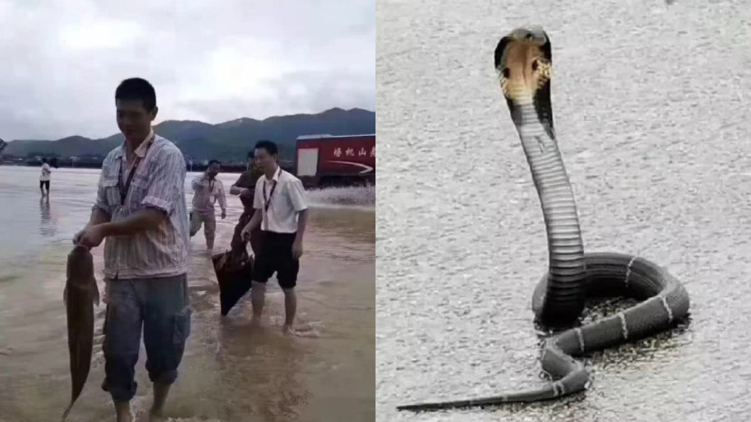 員工笑說，根本是個小動物園。圖／翻攝自微博