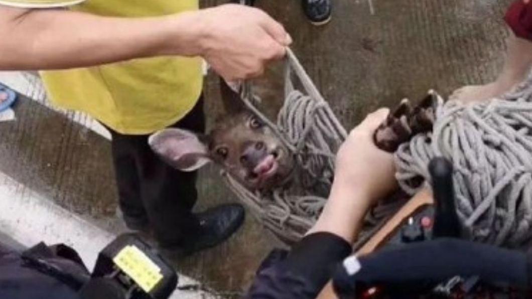 暴雨後機場成「動物園」! 停機坪撈20kg大魚當午餐