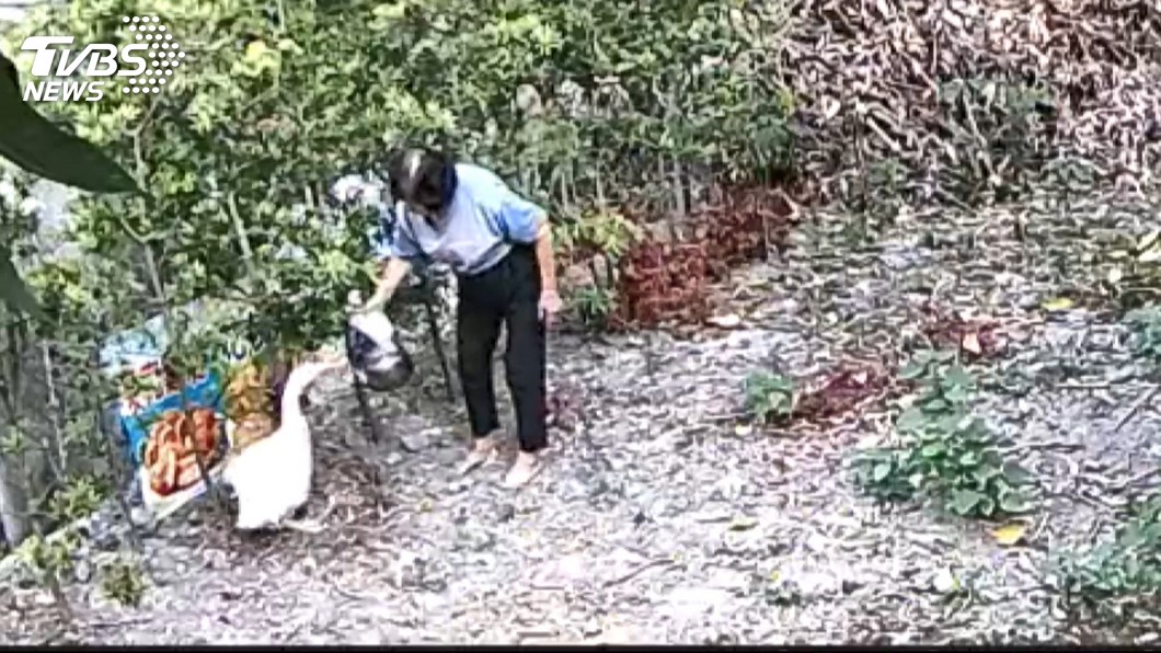嫌鄰居養鵝叫聲太吵 母子澆熱水害鵝蛋熟透孵不出來