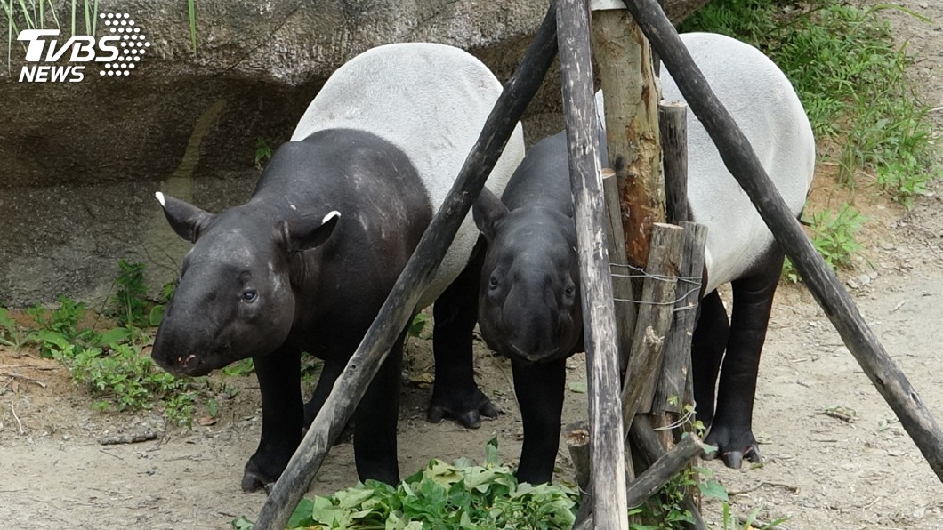 終於看對眼了! 北市動物園2馬來貘甜蜜戀愛中