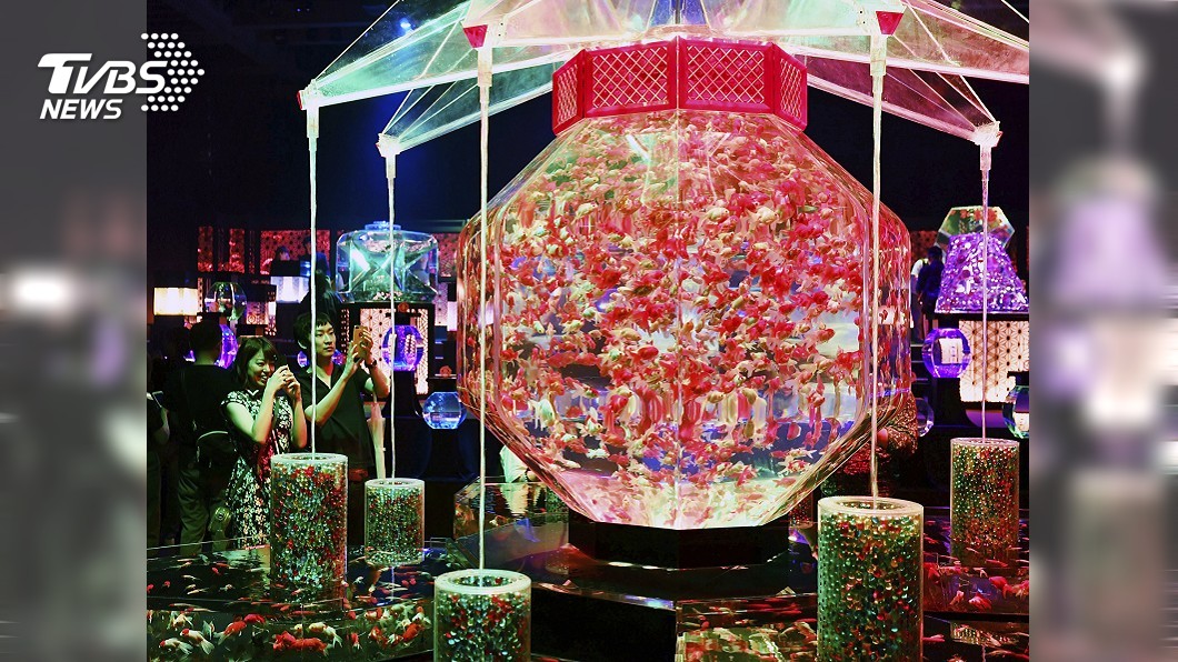 東京金魚藝術展　「超花魁」魚缸再現江戶美景