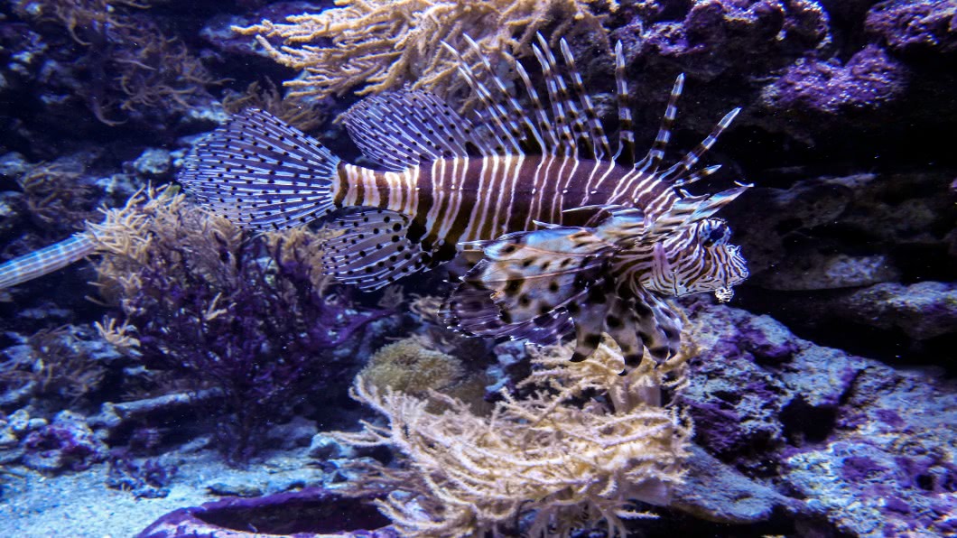 危險海洋生物獅子魚氾濫 地中海新佳餚