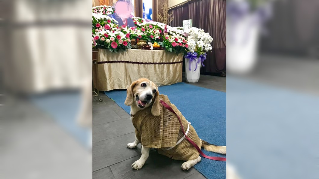 未婚無子就過世 最疼愛的「牠」眼眶泛紅孝服送終