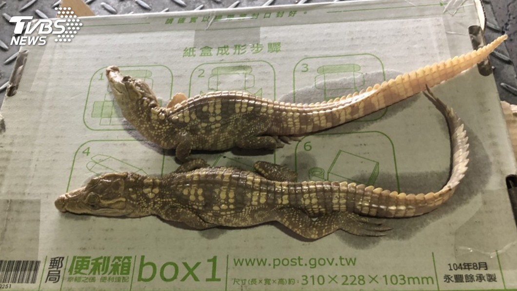 海關查獲報關暗藏保育類烏龜、鱷魚 市價5百萬