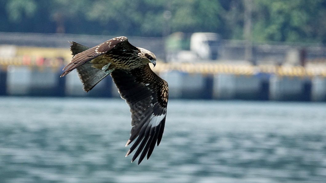 基隆黑鳶繁殖破紀錄! 鳥友雀躍:14隻幼鳥順利離巢