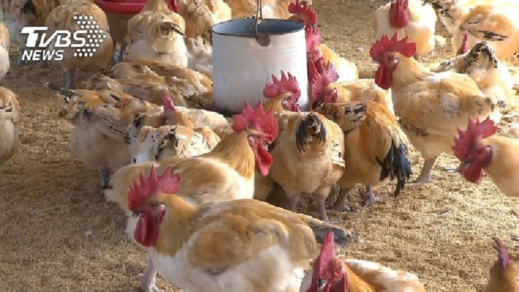 網瘋傳肉雞打抗生素超毒 農委會怒澄清:這是假的