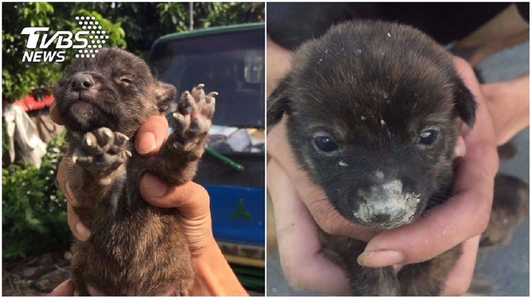 虎斑幼犬偷喝他奶茶　飼主發狠摔狗害終身殘疾