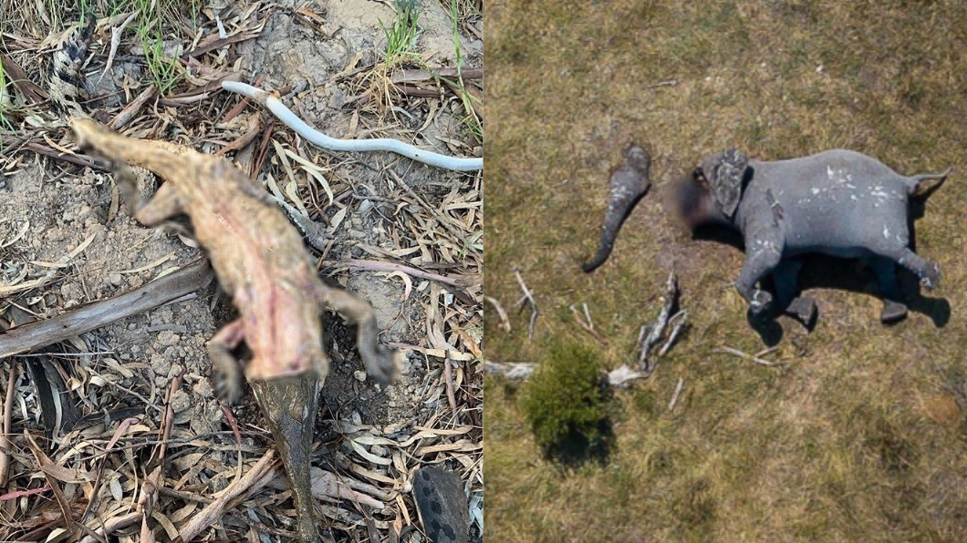 殘忍！剝鱷魚皮、鋸象鼻　野生動物遭獵殺畫面太驚悚