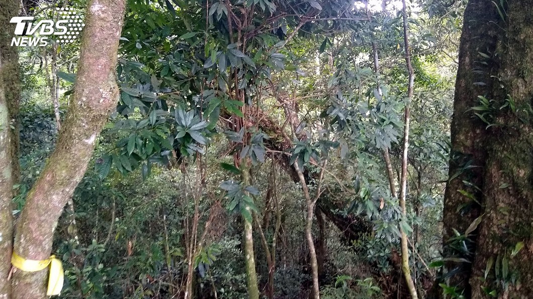 嘉義芙蓉山有百年原生杜鵑 林管處守護棲地