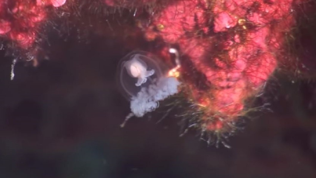 海溫升繁殖過快 水母大軍成海洋新敵人
