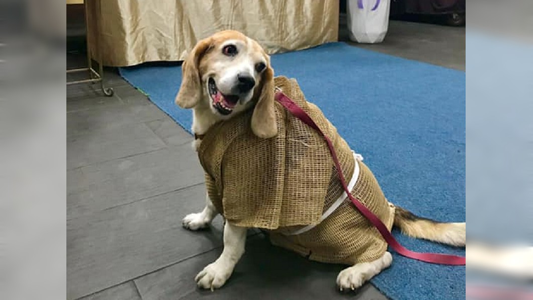 忠犬孝服送別主人　1個月後過世「在天上團聚了」