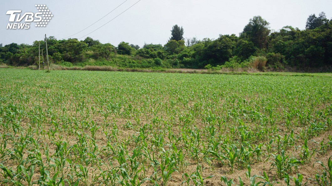秋行軍蟲入侵金門高粱田 視情啟動藥劑防治