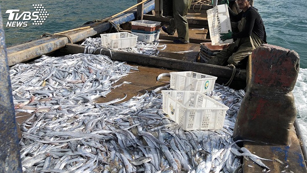 一天2個潮水捕獲近5千斤 馬祖白帶魚大豐收