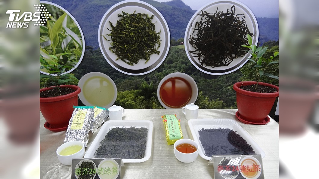 唯一原生台灣味！茶界櫻花鉤吻鮭　台茶24號19年育成
