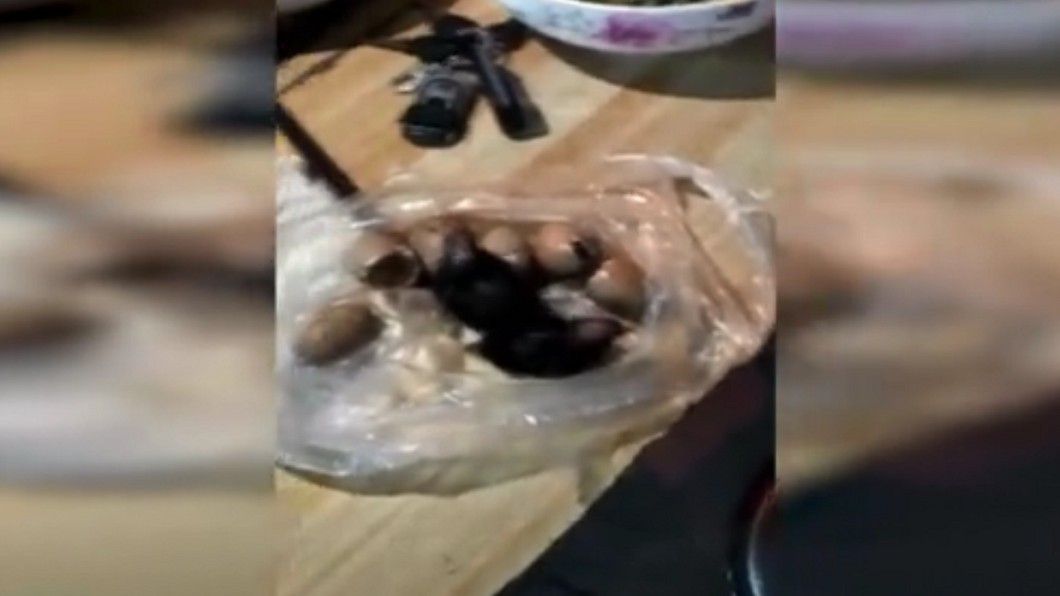 準備享用鳥蛋大餐 下秒小鳥竟「破殼而出」