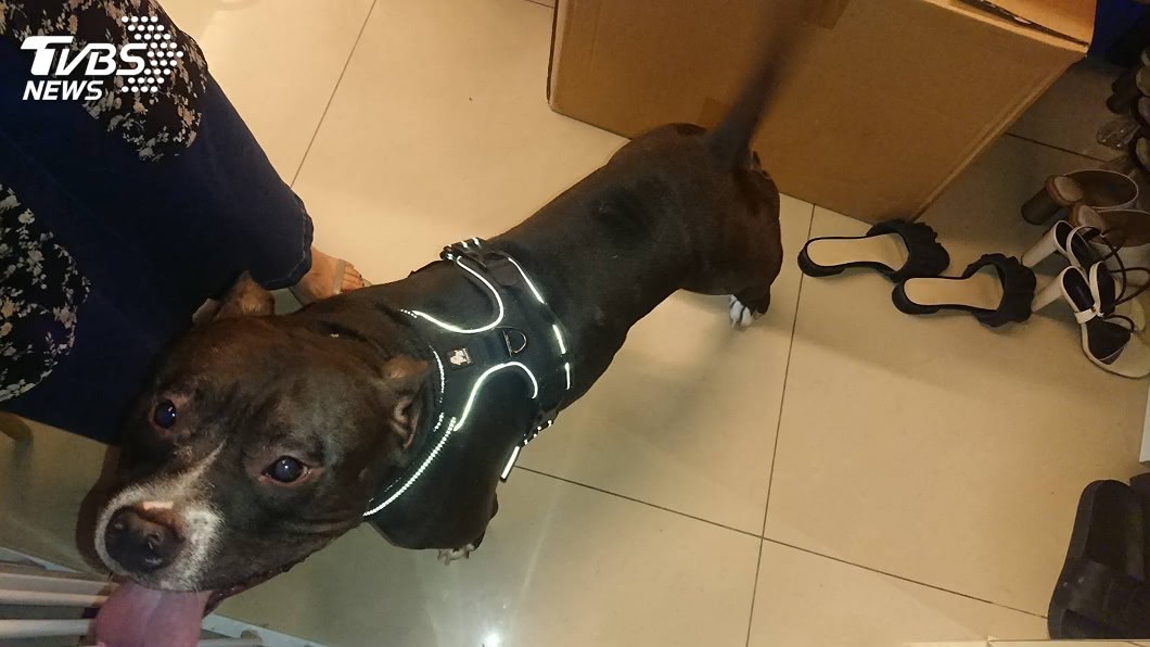 3歲童手拿雞蛋糕遭「惡霸犬」襲擊 動保處開罰飼主