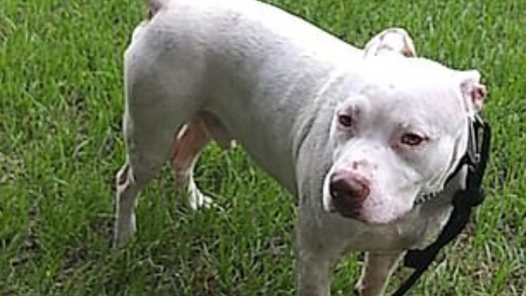 飼主崩潰!180公斤巨鱷 出水秒叼鬥牛犬一口吞