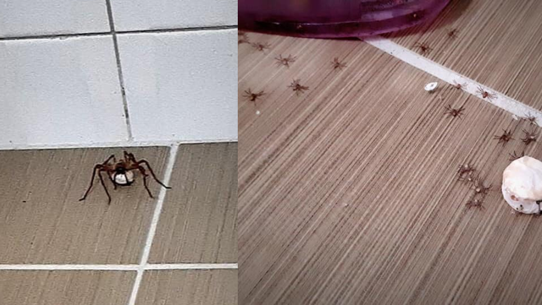 喇牙抱白蛋！隔天「生了」　寶寶亂竄屋主驚呆