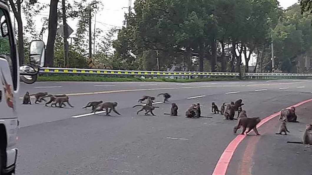 猴群轉移陣地闖進校園覓食 校長扮驅猴人維安