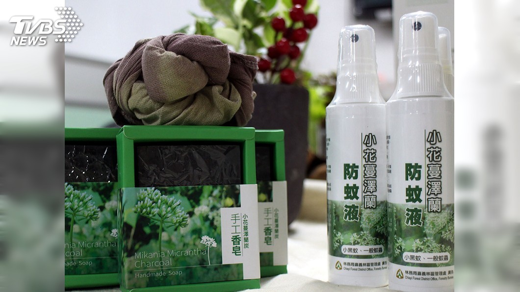 嘉義移除小花蔓澤蘭 多元利用製成防蚊液