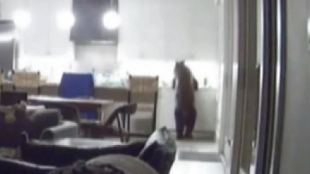 度假驚魂!棕熊夜闖小屋翻冰箱 屋主嚇呆