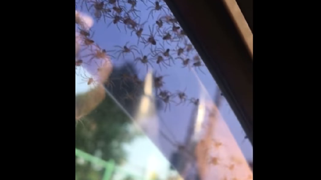 密集的小喇牙。圖/翻攝自爆廢公社臉書