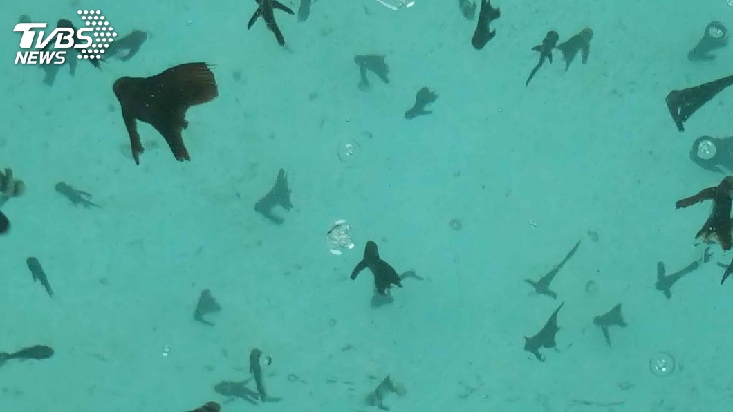 澎湖培育「圓眼燕魚」　營造美麗海洋花園
