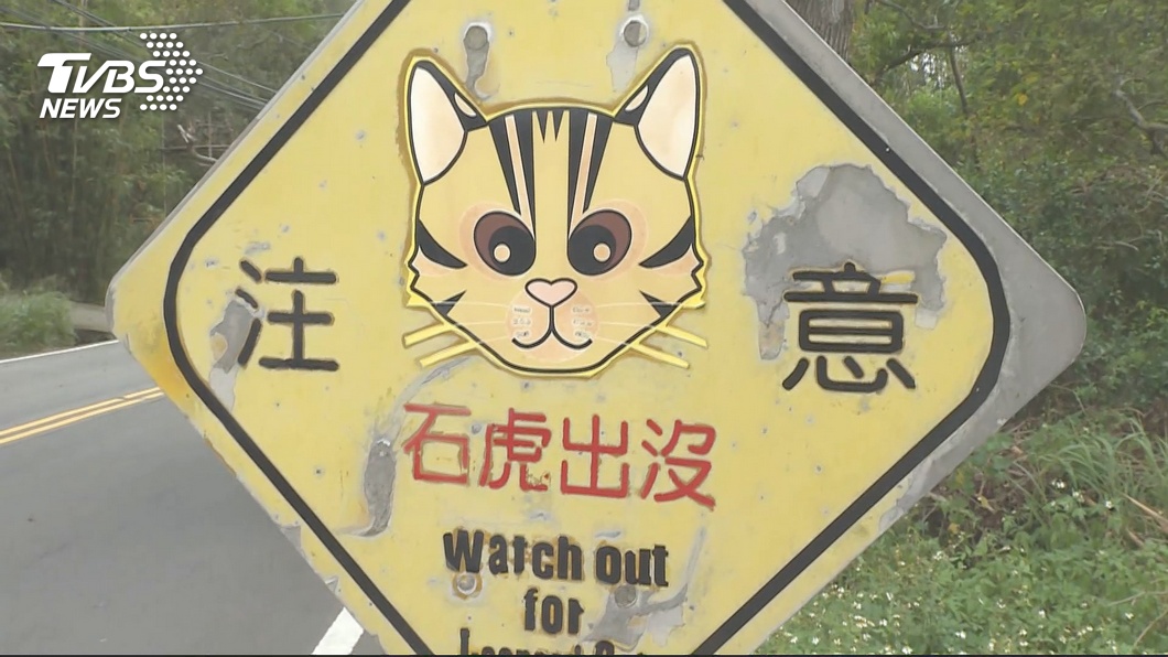 今年第20隻… 苗栗通霄又傳石虎路殺事件