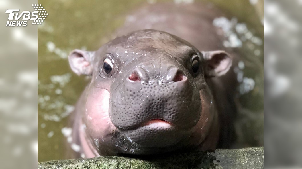 壽山動物園有喜! 新萌主侏儒河馬寶寶待命名