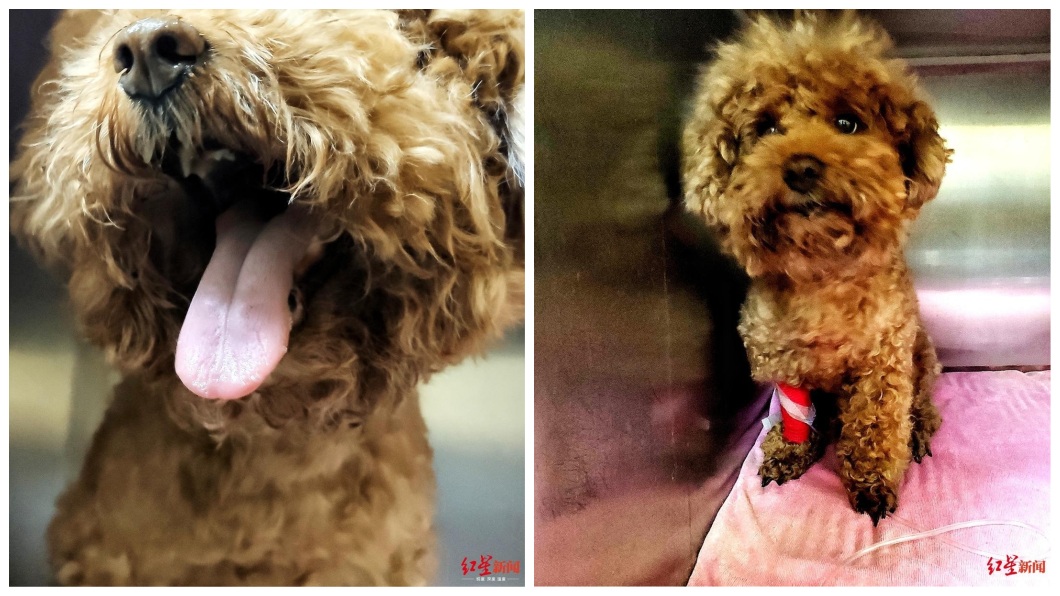 送愛犬去潔牙 牠被拔17顆女飼主飆罵「黑店」