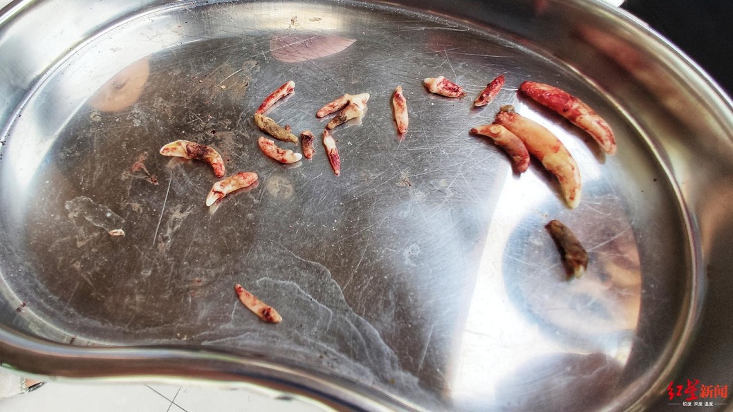 愛犬被拔掉17顆牙齒,女飼主看了無法接受。(圖/翻攝自紅星新聞)