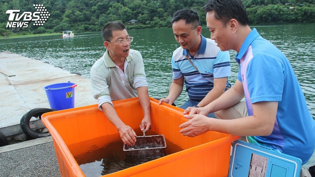 改善花蓮鯉魚潭水質 流放3千尾白鰱吃藻類