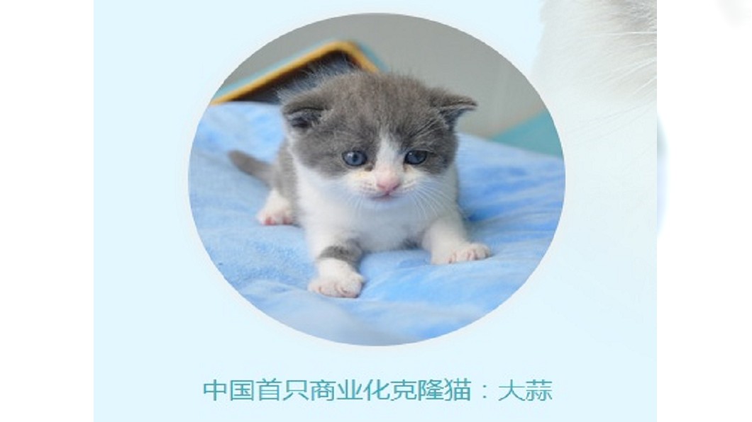 中國首隻複製貓「大蒜」滿月 和本尊有點小差異