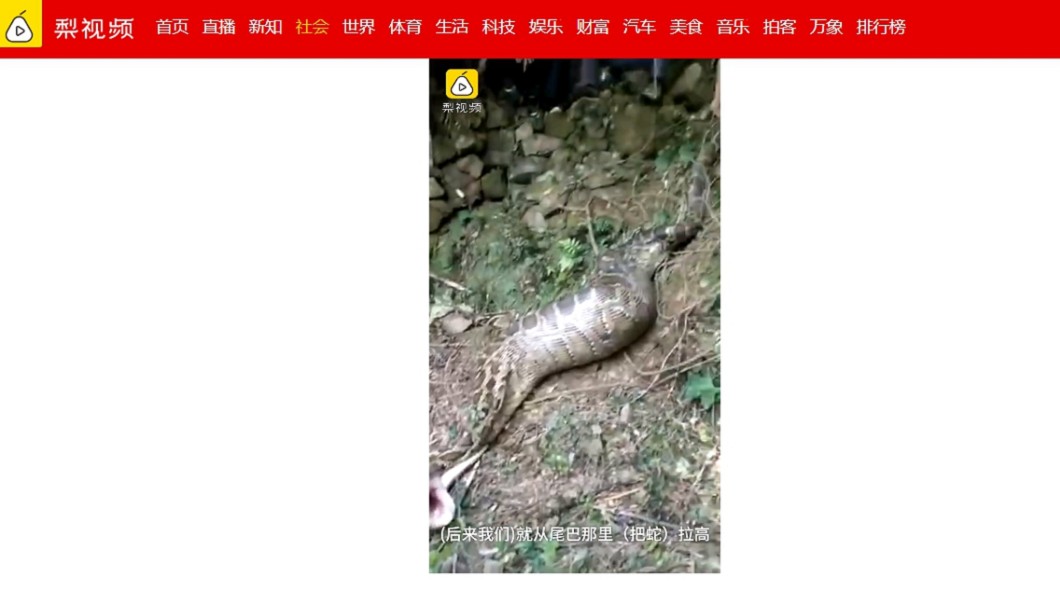 圖/翻攝自梨視頻